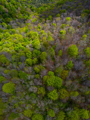 Beech forest in springtime, Irias forest, San Pedro de Soba, Alto Ason, Soba Valley, Cantabria, Spain, Europe