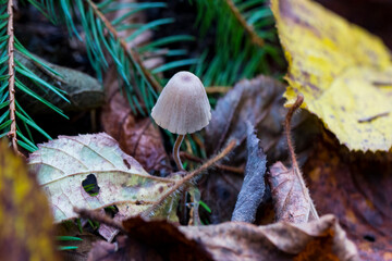 Forest mushrooms in nature, shot close-up macro photography.
