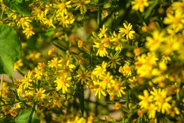 yellow flowers background