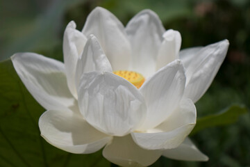 Fototapeta na wymiar Beautiful white flowers background, close up white flower Nelumbo nucifera,or Lotus.
