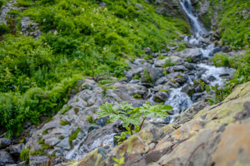 Selective focus on a lonely plant on the rocks against the backdrop of a waterfall in a mountain river in the Caucasus. Blurred background. Forest river wild landscape. Jets of cold water.