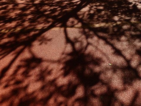 Shadow Of Tree On Red Asphalt Road