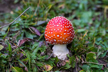 Forest mushrooms in nature, shot close-up macro photography.

