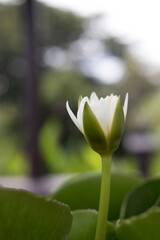 Beautiful white lotus flower in the outdoor pool in the garden,Portrait.