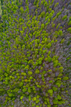 Beech forest in springtime, Irias forest, San Pedro de Soba, Alto Ason, Soba Valley, Cantabria, Spain, Europe © JUAN CARLOS MUNOZ
