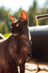 Brown cornish rex with yellow eyes.