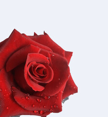 Rose Background Red - Flower Wallpaper, Floral, Rose Background