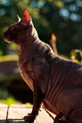 Brown cornish rex with yellow eyes.