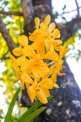 Beautiful bright yellow orchids in Asian forests.