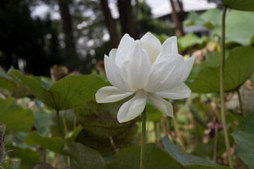 close up of a white flower lotus in the pond.
