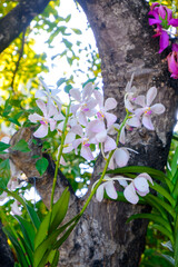 Beautiful bright pink orchids in Asian forests.