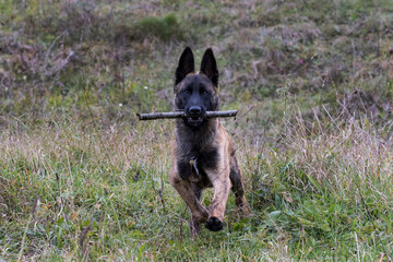 Belgian Shepherd puppy close-up shot in nature.