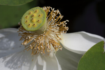 close up of a white flower Lotus pollen in the pond.
