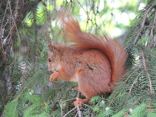 squirrel on a tree