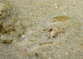 Ghost crab ( Ocypode ceratophthalmus ) hide in the sand beach at the sea