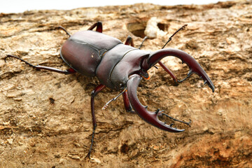 ノコギリクワガタ
