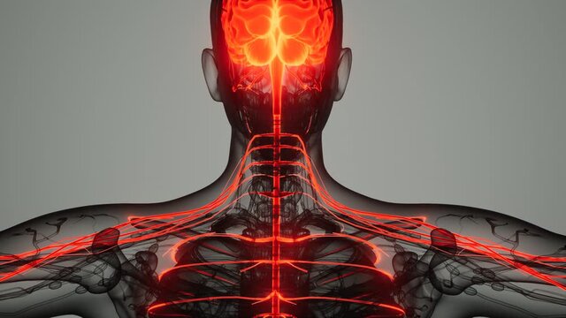 brain and nervous system of human