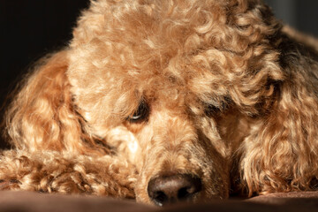 A curly fluffy brown poodle, lit by the bright sun, against a dark background.