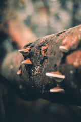 mushroom plant in the forest