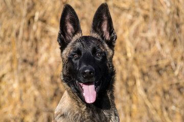 Belgian Shepherd puppy close-up shot in nature.