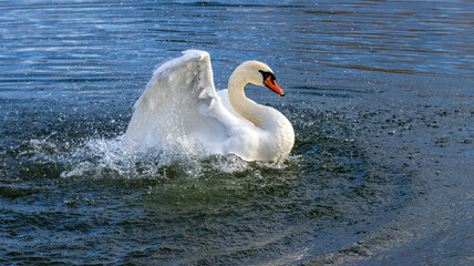 Fototapeta premium Schwan