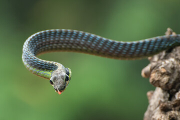 The beautiful bronzeback tree snake(Dendrelaphis formosus) on tree branch