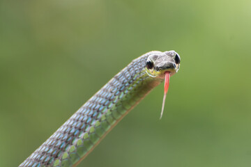 The beautiful bronzeback tree snake(Dendrelaphis formosus) on tree branch