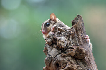 Sugar glider ( Petaurus breviceps ) on tree branch