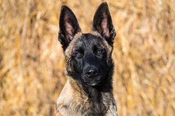 Belgian Shepherd puppy close-up shot in nature.