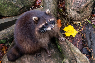 fatty and fluffy raccoon sitting on a stone next to an yellow autumn maple leaf