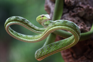  The vine snakes (ahaetulla) with beautiful and vibrant colors , portrait of a snake, non venomous snake