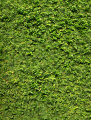 green creeper of bush on wall background, Creeping Fig ( Ficus pumila L. ) ornamental plants for...