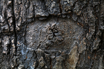 The bark texture of the old Sophora tree