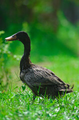 duck in the grass