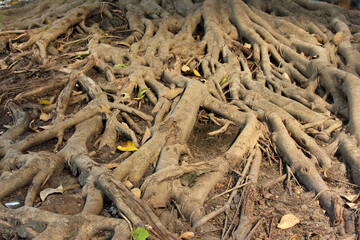 The root of the art that actually happens naturally.