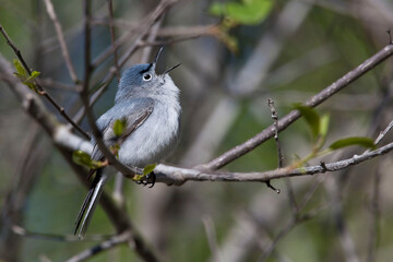 Blue-gray Gnatcatcher, Polioptila caerulea, perched on branch
