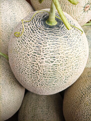 fresh melon harvest in november