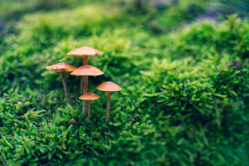 Grzybki, las, mech, leśne runo, forest.  © Karolina Kleban