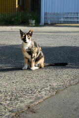 cat on the street