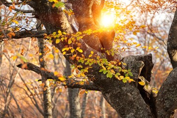 Autumn.