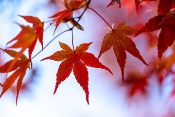 Autumn colorful maple leaf (momichi), Japan