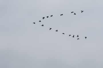 birds in flight