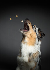 Hund