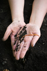 hands seeds in soil