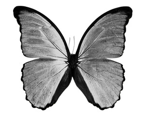 butterfly Morpho isolated on white background