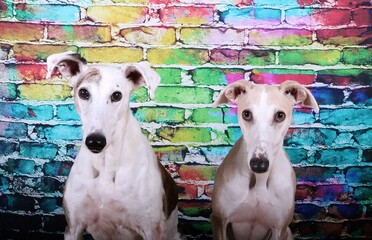 two beautiful head portraits fom a pair of galgos in front of a colorful brick wall