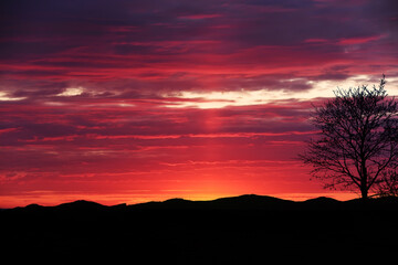 Silhouette of a tree with flying leaves against the backdrop of a colorful sunset red sky. Photo minimalism.