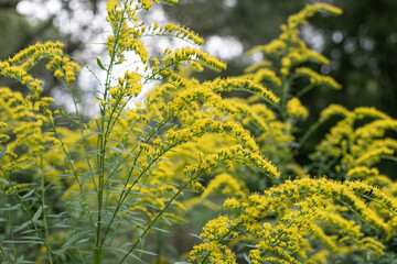 The wild flowers of Solidago canadensis or late goldenrod. Selective focus. State flower of the U.S. states of Kentucky and Nebraska