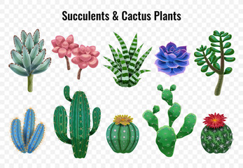 Succulent Cactus Plants Set