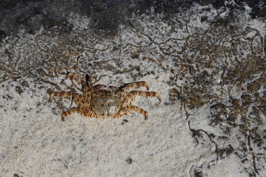 Crab in Thailand, sea crab